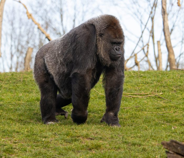 Closeup shot of a gorilla walking while contemplating on a field of green grass in a zoo A closeup shot of a gorilla walking while contemplating on a field of green grass in a zoo