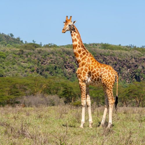 giraffe on a background of grass giraffe on a background of grass. Kenya, Africa