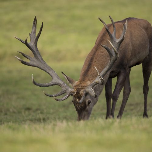 red-deer-nature-habitat-during-deer-rut-european-wildlife red-deer-nature-habitat-during-deer-rut-european-wildlife